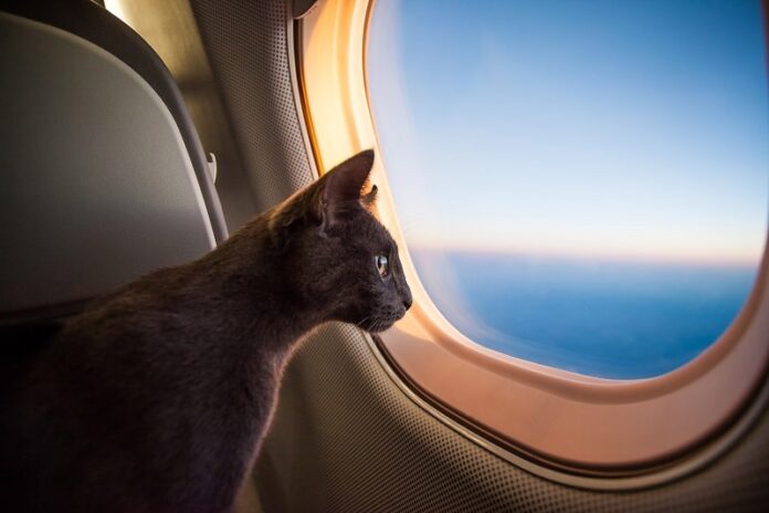 Como os gatos vão ao banheiro no avião?