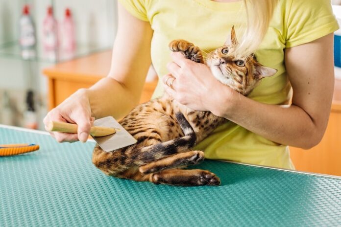 Como sedar um gato para a tosa