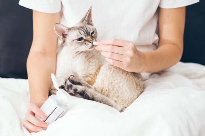 Como tratar um gato doente sem ir ao veterinário