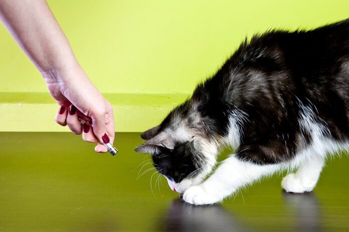 Gato ofegante depois de brincar com o ponteiro laser