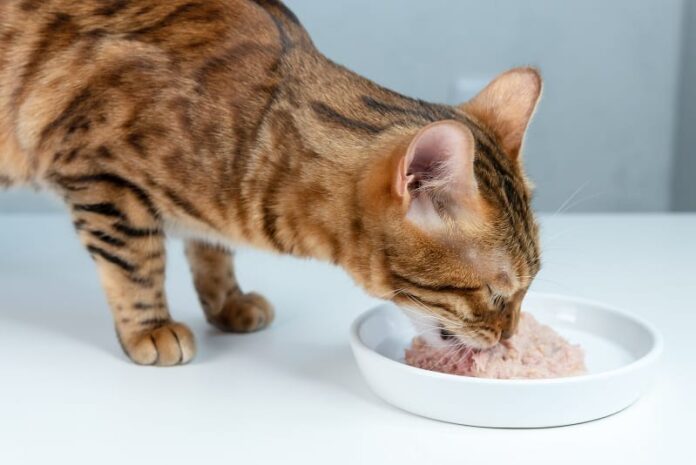 Melhor comida caseira para gatos contra a constipação