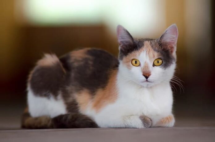 Os gatos Calico são hipoalergênicos?