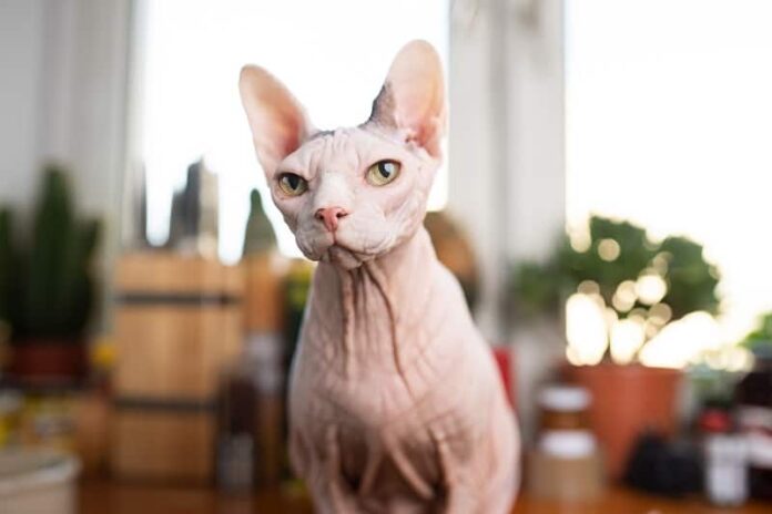 Os gatos Sphynx são hipoalergênicos?