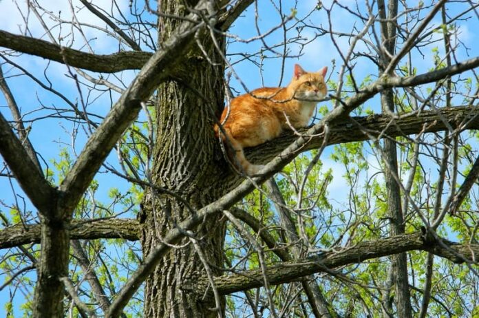 Quanto tempo um gato pode ficar em uma árvore? 