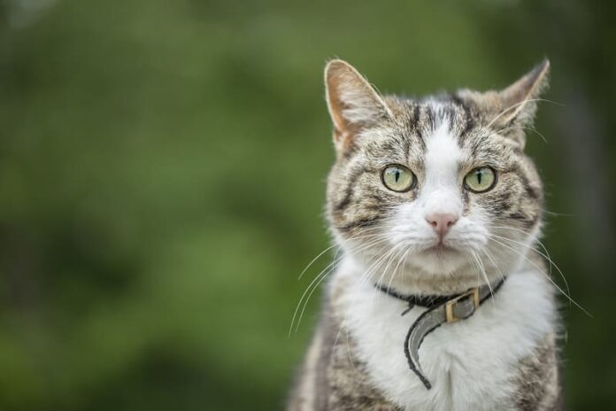 Quão apertada deve ser uma coleira de gato?