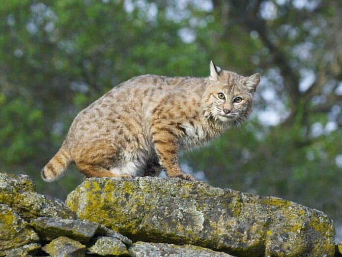 Bobcat x Maine Coon