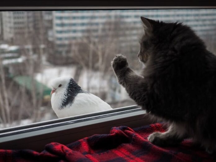 Como desencorajar as aves de comer comida de gato?