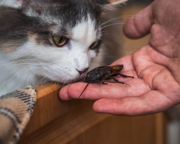 Os gatos comem baratas?