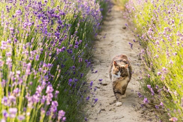 Os gatos odeiam lavanda?