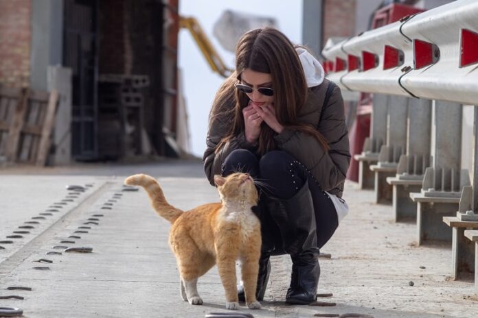 Por que os gatos de rua se esfregam contra suas pernas?