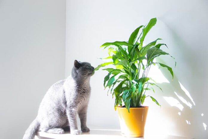 Quais plantas os gatos odeiam?