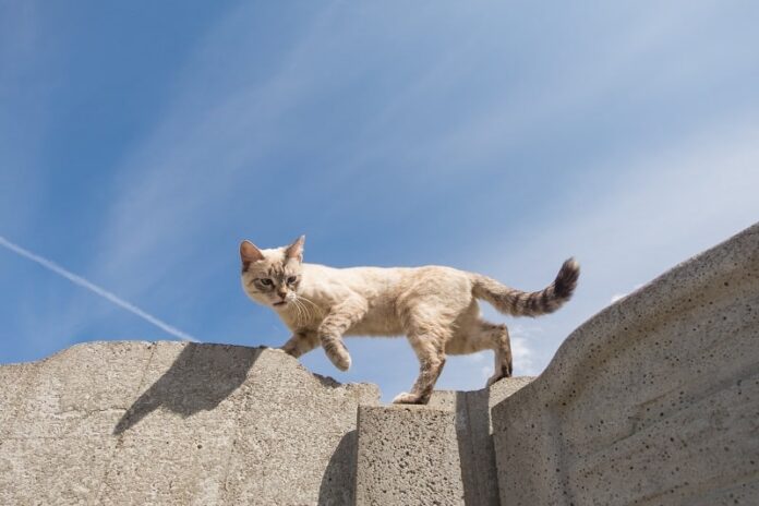 Como os gatos se equilibram?