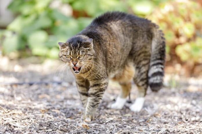 É ruim assobiar para o seu gato?