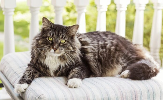 Faz xixi no gato na cama do cão