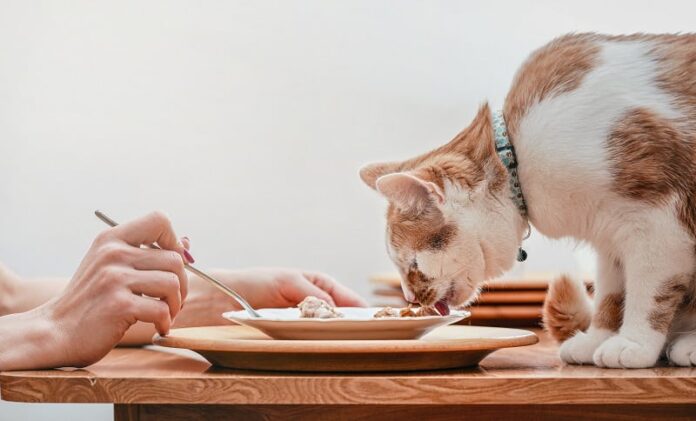 Gato continua tentando comer minha comida