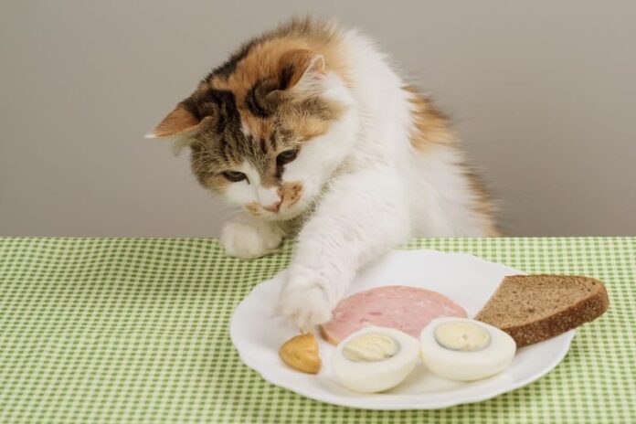 Gato obcecado por comida humana