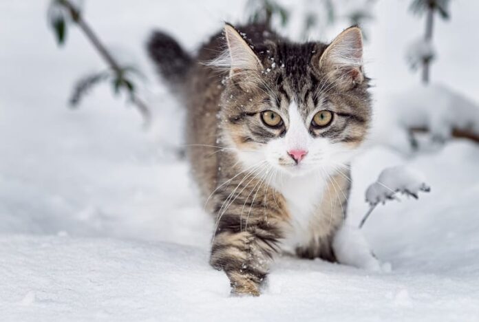 Os gatos recebem pelos de inverno?