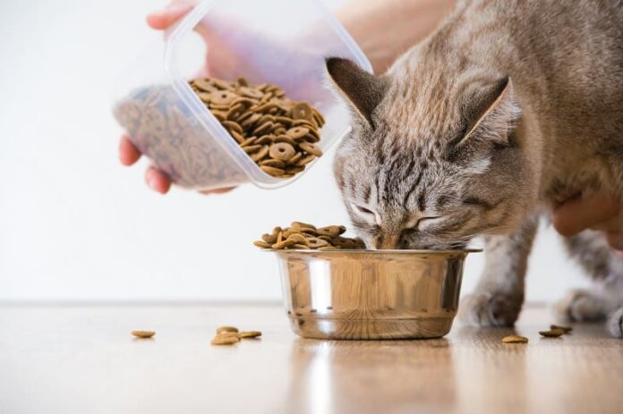 Os gatos se cansam da mesma comida?