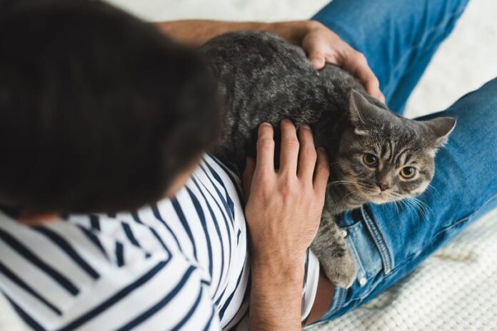 Por que meu gato está sentado em cima de mim?