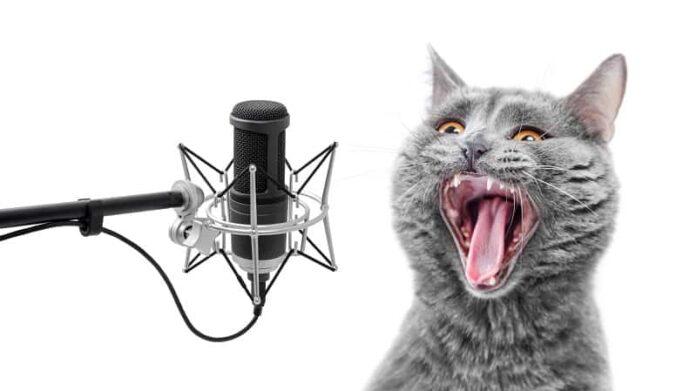 Por que os gatos odeiam cantar?