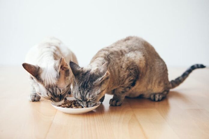 Adicionar água à ração seca para gatos 