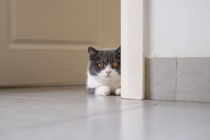 Como impedir que gatos abram portas