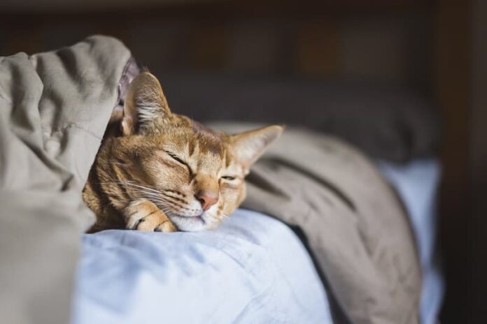 Como manter os gatos longe da cama à noite