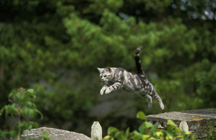 Como os gatos podem saltar tão alto?