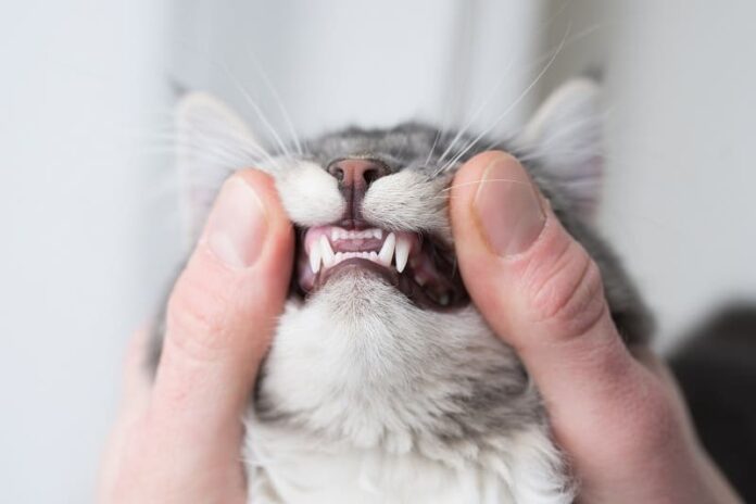 Dentes de gato ficam para fora