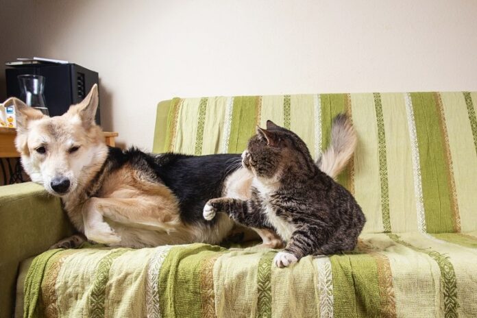 Gato ataca cão sem provocação
