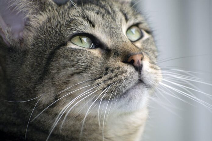 Por que os bigodes do meu gato estão enrolando?