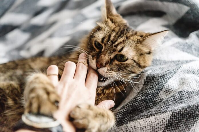 Por que os gatos esfregam os dentes contra você?