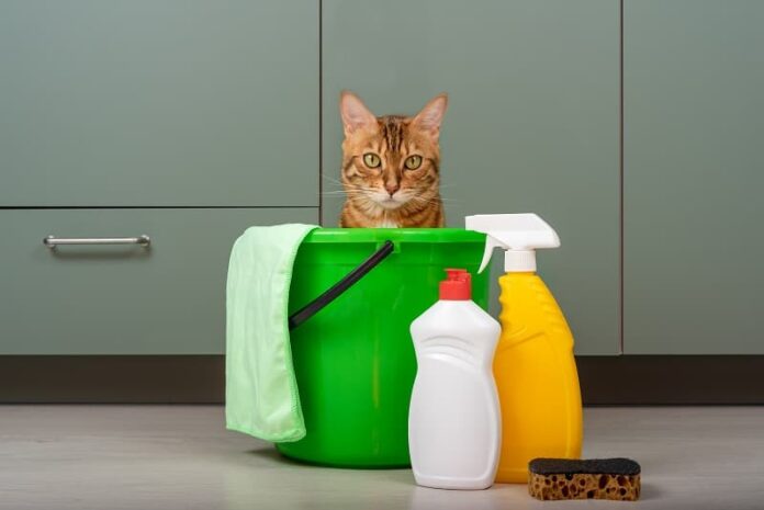 Por que os gatos gostam de cloro e quais são os riscos?