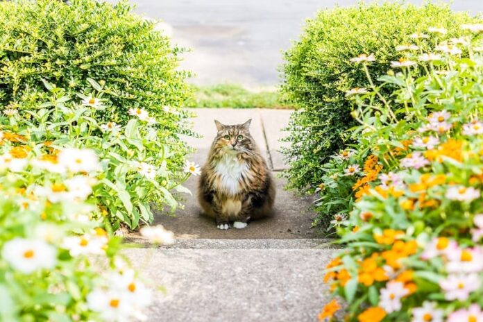 Por que os gatos rolam no concreto?