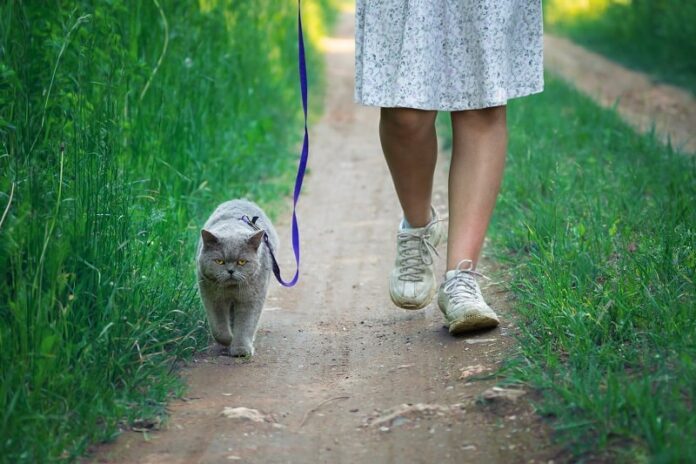 Por que os gatos tentam tropeçar em você?