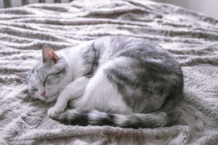 Posição de dormir do gato quando está doente