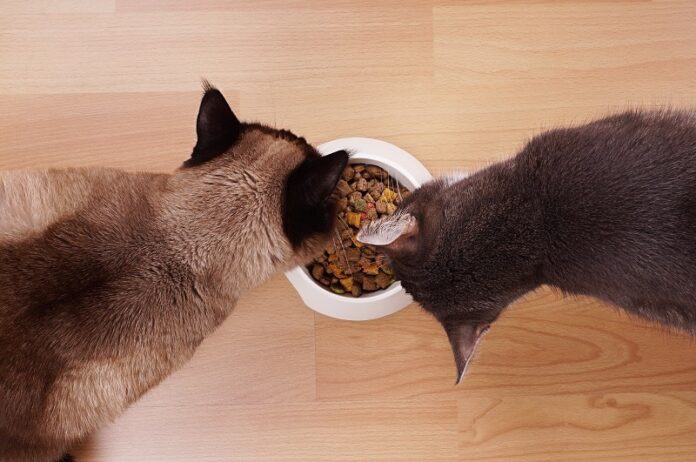 Quanto tempo leva para um gato digerir a comida?