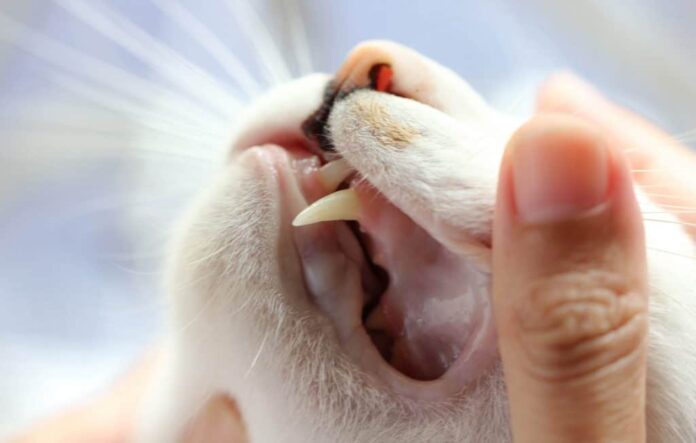 Quantos dentes os gatos têm?